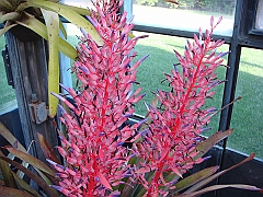 339 Longwood Gardens [2008 August 23]